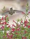 Hummingbird 5327 cannot id them all...